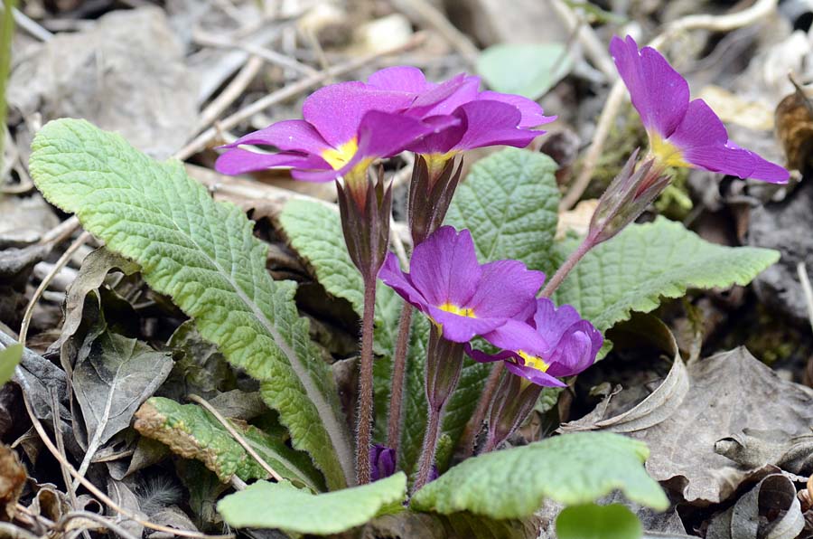 Nel bosco, primula colorata